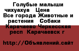 Голубые малыши чихуахуа › Цена ­ 25 000 - Все города Животные и растения » Собаки   . Карачаево-Черкесская респ.,Карачаевск г.